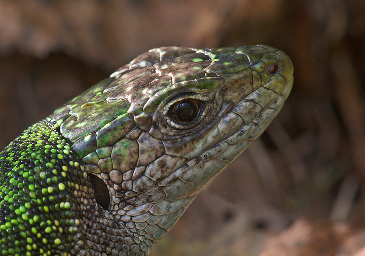 Lacerta virdis ?